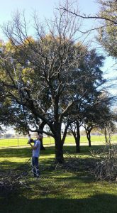 tree pruning