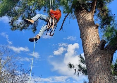 tree cutter