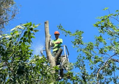 Local Tree Cutting Service