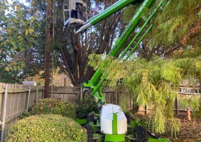 Professional Tree Cutting Service