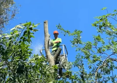 Local-Tree-Cutting-Service