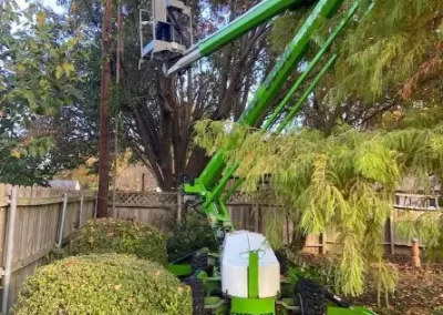 Professional Tree-Cutting Service