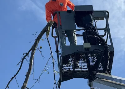 Top Tree Removal