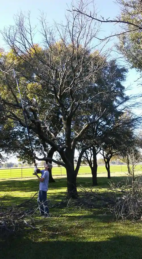 Tree Pruning in Durant, OK Tree Pruning in Durant, OK