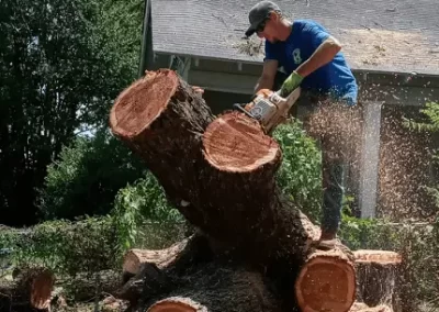 Tree Specialist