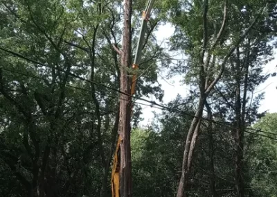 Tree Specialist