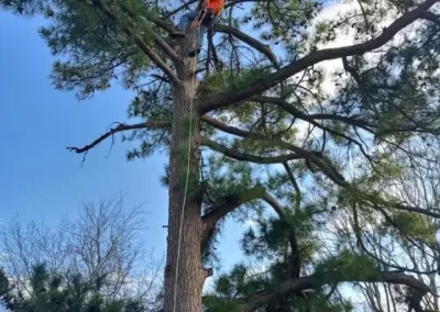 affordable-tree-service